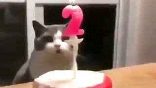 Funny Cats I Funny Video I Funny Animal #funny #funnycats #funnyvideo #funnycat #animalfunny #funy #funn 4