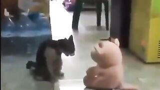 Funny Cats I Funny Video I Funny Animal #funny #funnycats #funnyvideo #funnycat #animalfunny #funy #funn 5