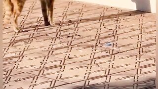 Funny Cats I Funny Video I Funny Animal #funny #funnycats #funnyvideo #funnycat #animalfunny #funy #funn 6