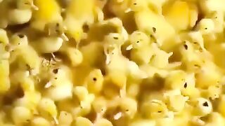 Funny Cats I Funny Video I Funny Animal #funny #funnycats #funnyvideo #funnycat #animalfunny #funy #funn 7