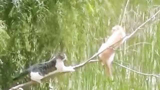 Funny Cats I Funny Video I Funny Animal #funny #funnycats #funnyvideo #funnycat #animalfunny #funy #funn 8