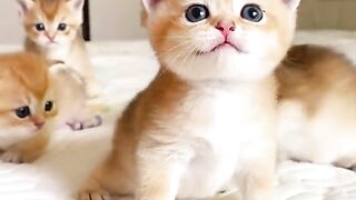 Cute cats cubs