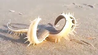 This is how a starfish walks 2