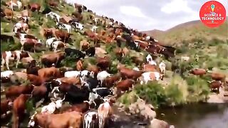 AMAZING FRESH BEEF FACTORY PROCESSING LINE-MODERN TECHNOLOGY LIVESTOCK SLAUGHTERHOUSE-FOOD PROCESS