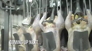 Modern Chicken Meat Processing Factory Chicken Factory
