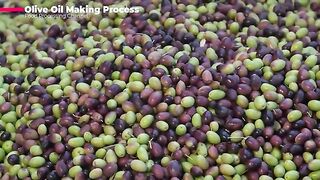 Olive Oil Making Process  Modern Olive Harvesting Technology  How Olive Oil Is Made