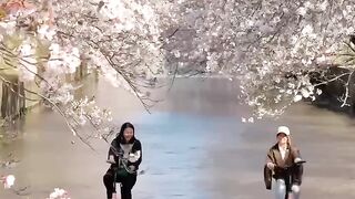 Meguro-gawa, Japan