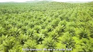 Palm Oil Making Process  Modern Oil Palm Harvesting Process  How Palm Oil Is Made In Factory