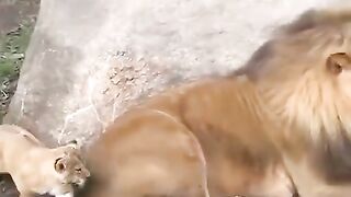 Funny_Father_of_Lion_Cub_????___Nouman_Hassan__(480p