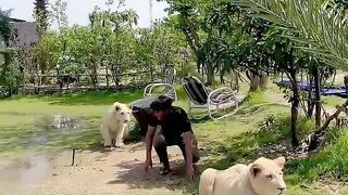 Don’t_miss_the_end????#lion_#lionhub_#shorts