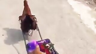 عرس الدجاج