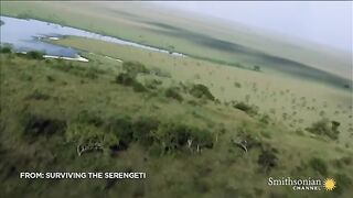 A Baby wildebeest treat lioness  like his mom