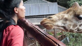 The unforgetable Giraffe center