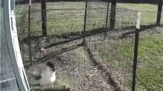 A rooster appears to a hawk from the manager