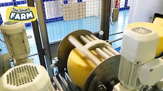 AMAZING Parmesan Cheese Production Discover The Largest Parmesan Factory!