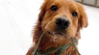 funny dog videos try not to laugh talking #13