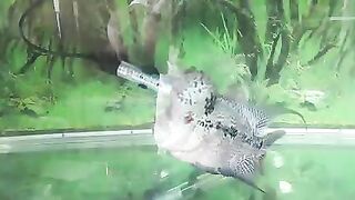 Flowerhorn Cichlid