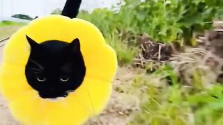 Flor de gato.