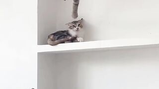 Vení