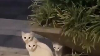 Familia gatuna