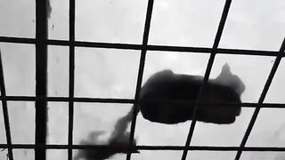 cat playing with its tail