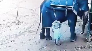 Circus ke hathi ne apne Malik ke sath kya kiya