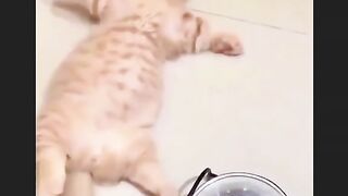 القط يفقد الوعي بعد ان تناول كميه كبيره من الطعام