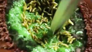 Maggots: Nature's Gross But Effective Wound Treatment
