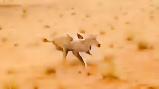 الكلاب البريه