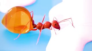 The Secret Lives of Ants: Food Storage on the Go