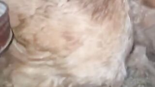 As the chicken was seen