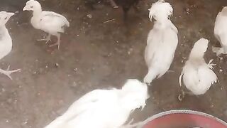Little chicken will grow