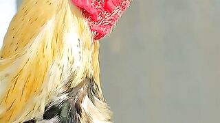 مرغی کا بچہ