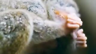 Tous petits singes