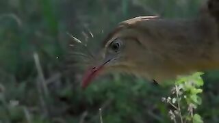 Partie de chasse