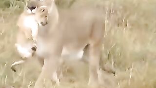 La lionne 2