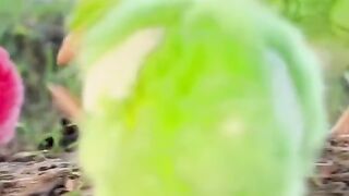 chicks 2