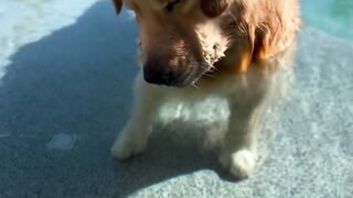 #funnypets 8