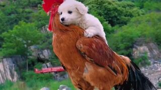 Ayam & dogs