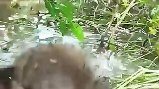 Singe en danger