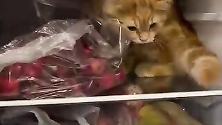 Chat à chaud