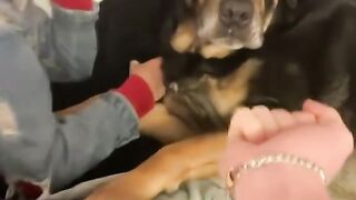 Funny dogs 23