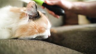 Kucing 20