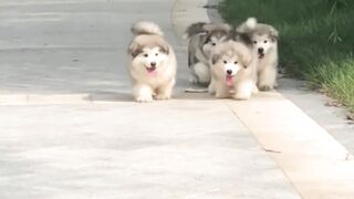 Cute dog 28