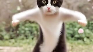 Cat dancing with music