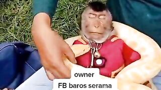 The monkey was scared to see the python