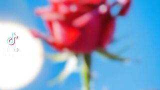 This is a beautiful flower