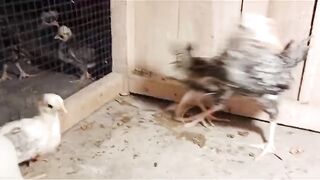 Total is totAl chicken