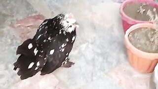 Grey hay ll chicken