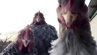 شغل میلہ
